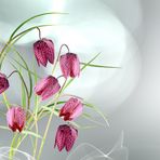 Schachblume (Fritillaria meleagris)