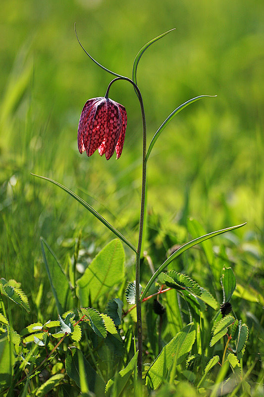 Schachblume (Fritillaria meleagris)