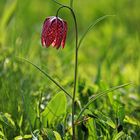 Schachblume (Fritillaria meleagris)