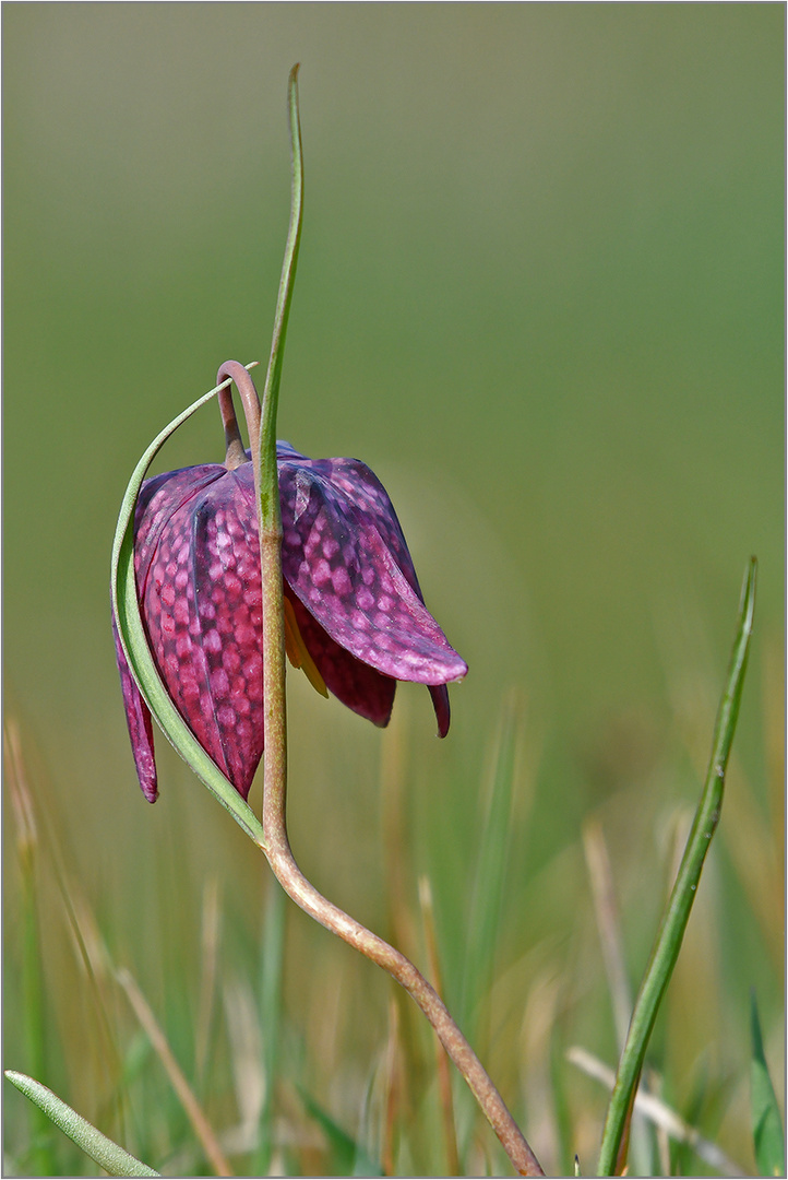 Schachblume  -  Fritillaria meleagris