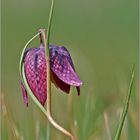 Schachblume  -  Fritillaria meleagris