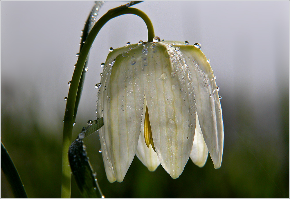 Schachblume (Fritillaria meleagris)