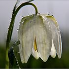 Schachblume (Fritillaria meleagris)