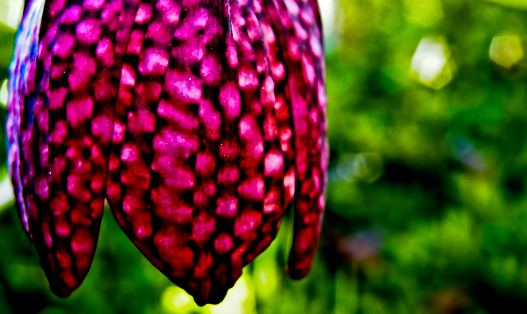 Schachblume (Fritillaria meleagris)