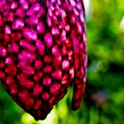 Schachblume (Fritillaria meleagris)