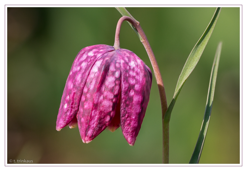 Schachblume [Fritillaria meleagris]