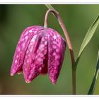 Schachblume [Fritillaria meleagris]