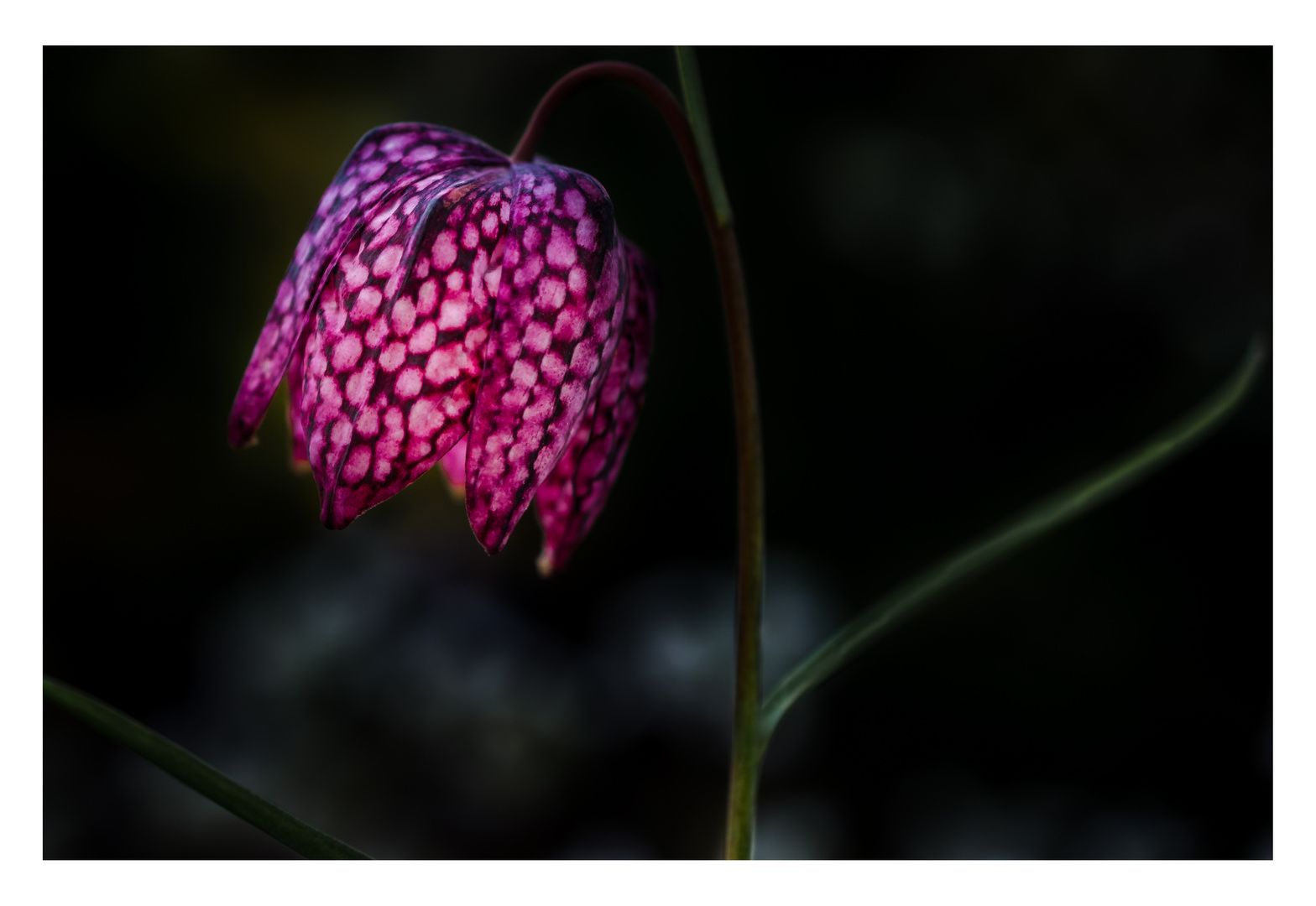 Schachblume (Fritillaria meleagris)