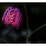 Schachblume (Fritillaria meleagris)