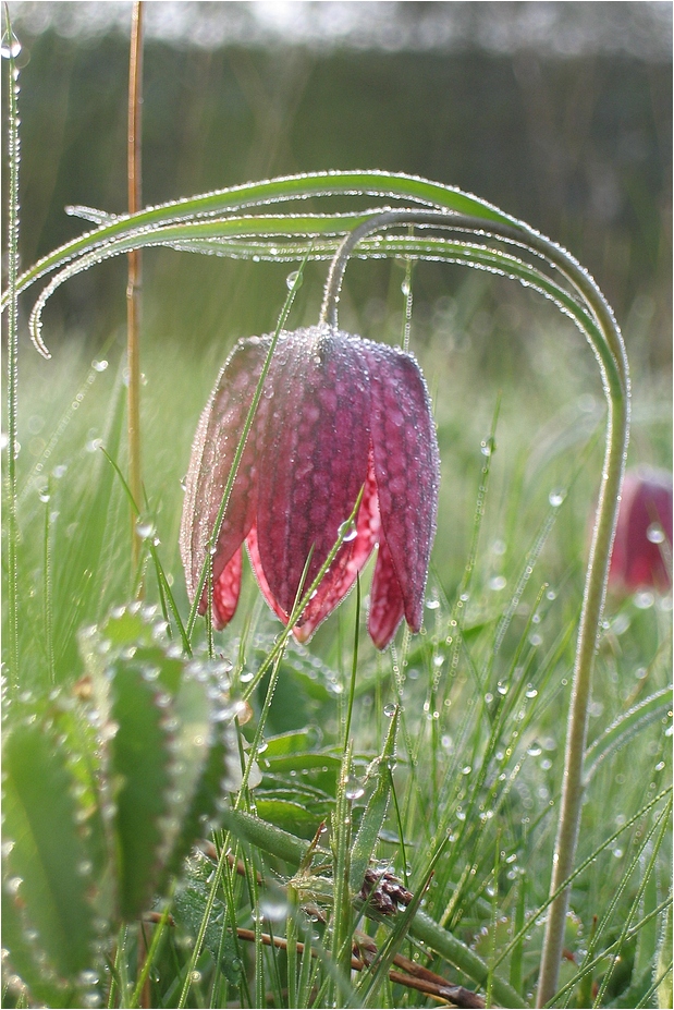 Schachblume (Fritillaria meleagris)