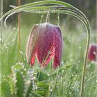 Schachblume (Fritillaria meleagris)