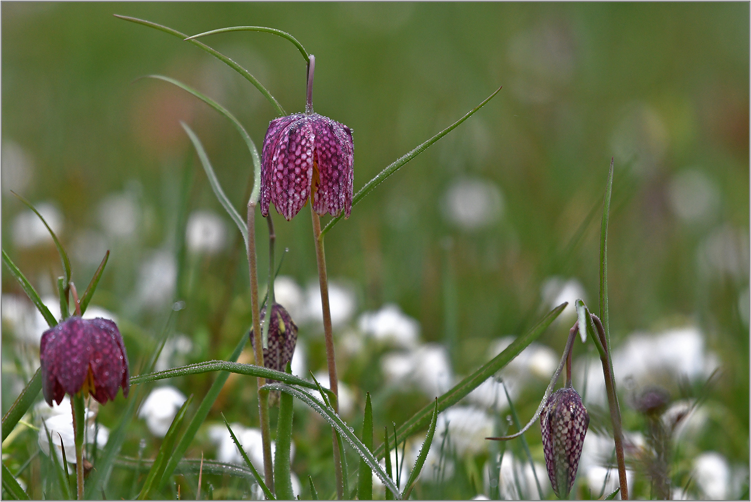 Schachblume  -  Fritillaria meleagris