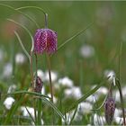 Schachblume  -  Fritillaria meleagris