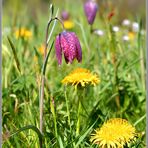 Schachblume (Fritillaria meleagris)