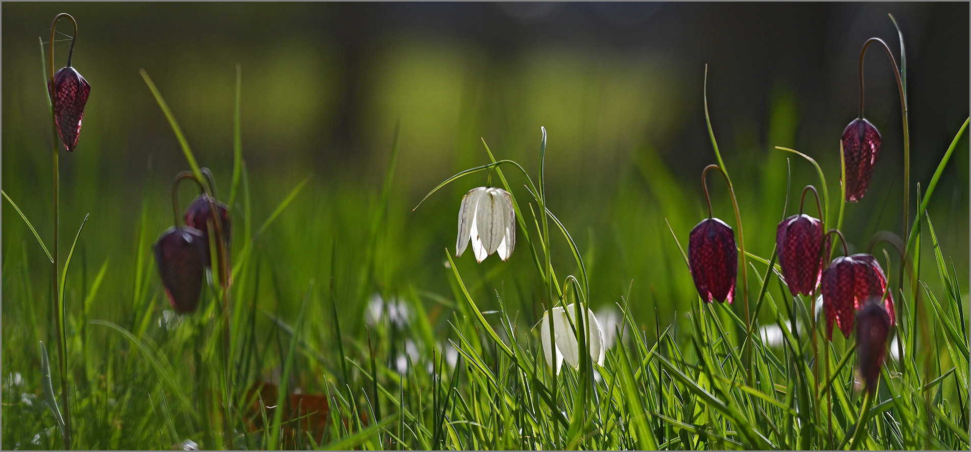 Schachblume  - Fritillaria meleagris