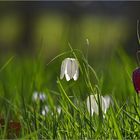 Schachblume  - Fritillaria meleagris