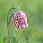 Schachblume (Fritillaria meleagris)