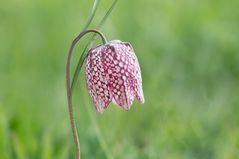 Schachblume (Fritillaria meleagris)