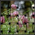 Schachblume - Fritillaria meleagris