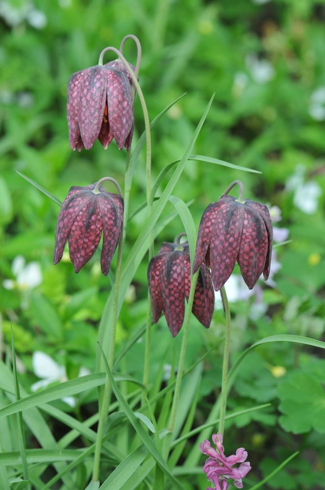 Schachblume (Fritillaria meleagris)