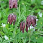 Schachblume (Fritillaria meleagris)