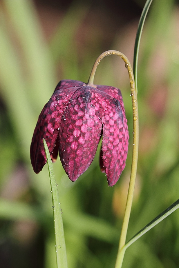 Schachblume (Fritillaria meleagris)