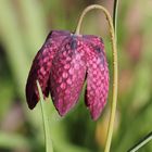 Schachblume (Fritillaria meleagris)