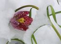 Schachblume (Fritillaria meleagris) von Heinz Schmalenstroth