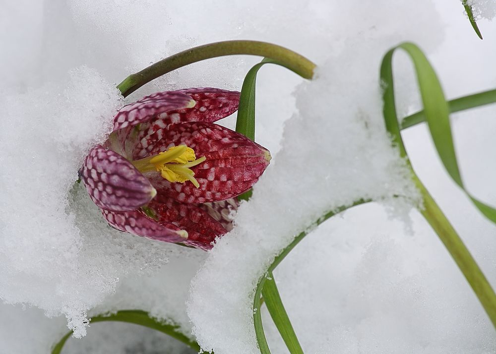 Schachblume (Fritillaria meleagris)