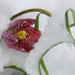 Schachblume (Fritillaria meleagris)