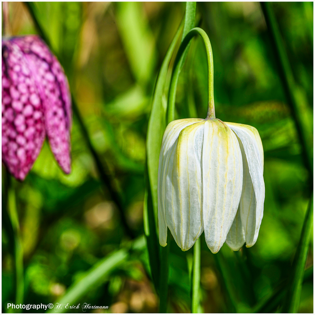 Schachblume (Fritillaria meleagris )