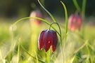 Schachblume (Fritillaria meleagris) I von Cordula Betz 