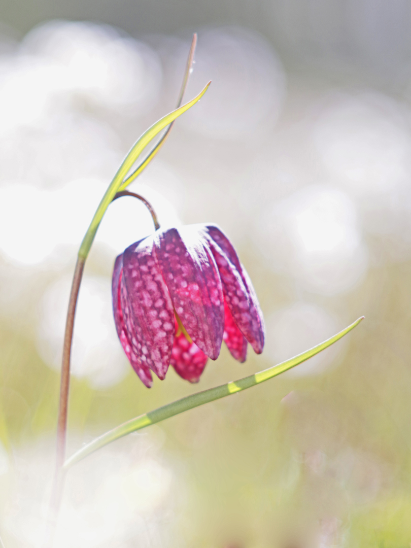 Schachblume, Fritillaria meleagris L.