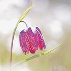 Schachblume, Fritillaria meleagris L.