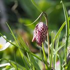 Schachblume Fritillaria meleagris P4200075