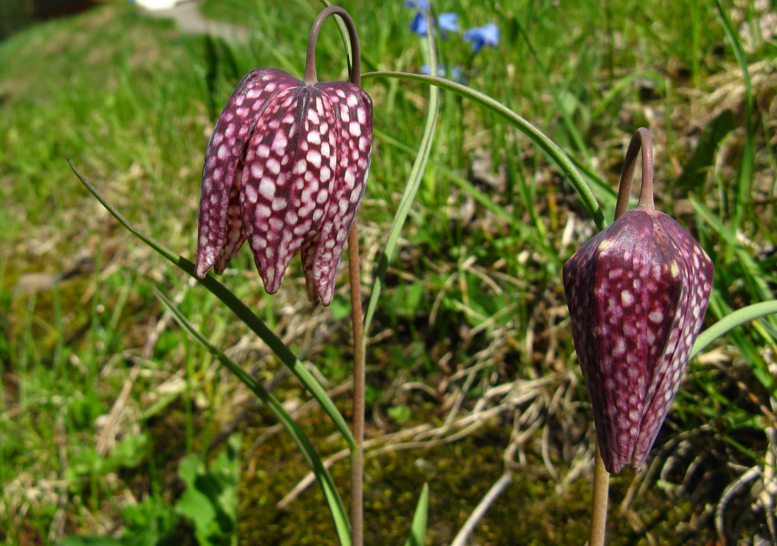 Schachblume (Fritillaria meleagris), Schachbrettblume oder Kiebitzei