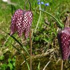 Schachblume (Fritillaria meleagris), Schachbrettblume oder Kiebitzei