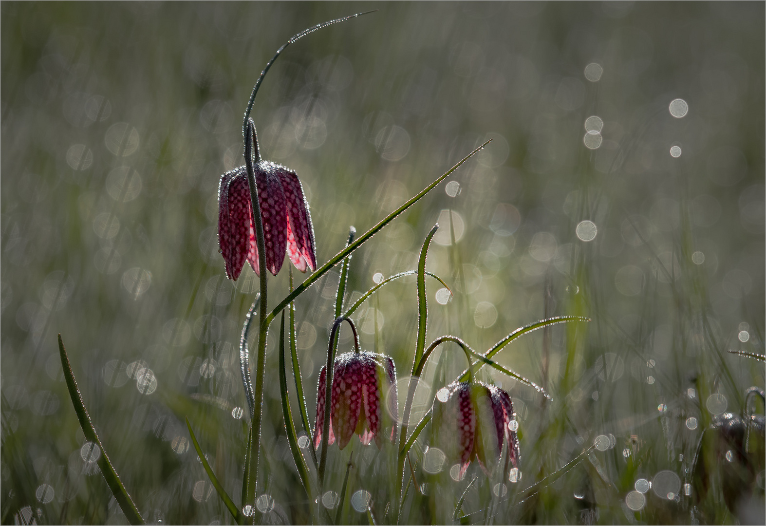 Schachblume  -  Frittilaria meleagris   . . .