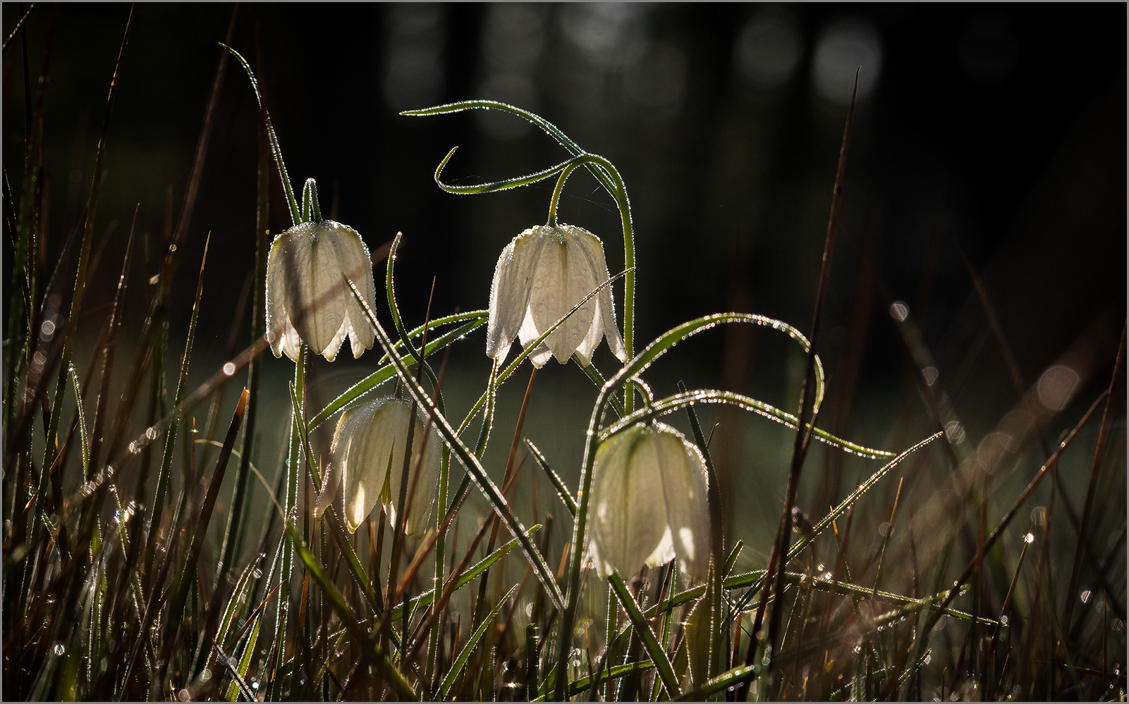 Schachblume  -  Frittilaria meleagris   . . .