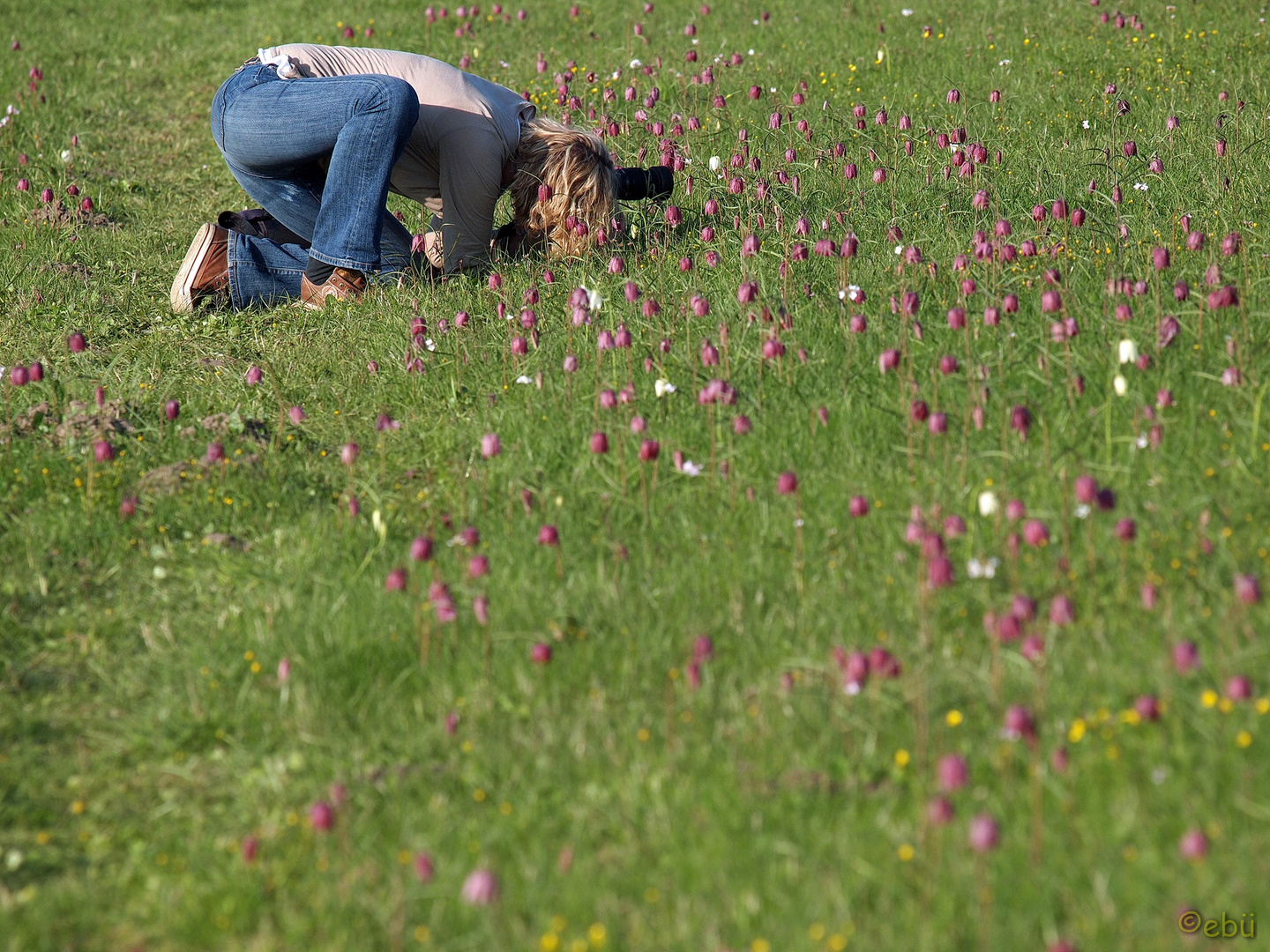 Schachblume I - Unbekannte, aber sehr engagierte Fotografin bei der "Arbeit"