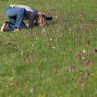 Schachblume I - Unbekannte, aber sehr engagierte Fotografin bei der "Arbeit"