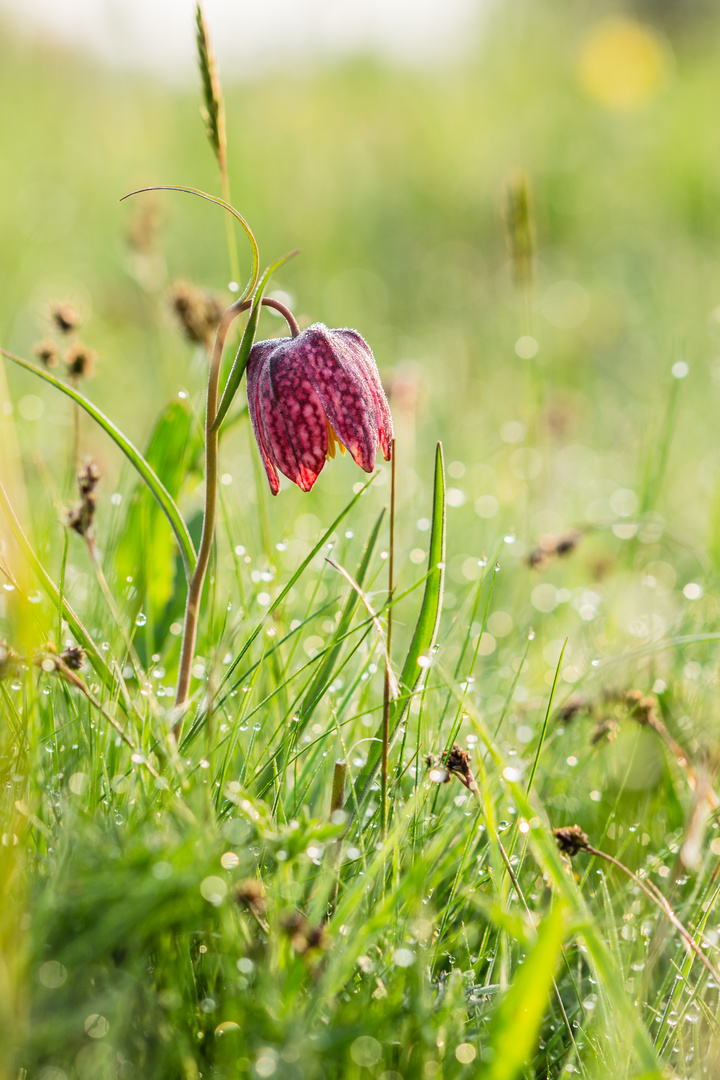 Schachblume II