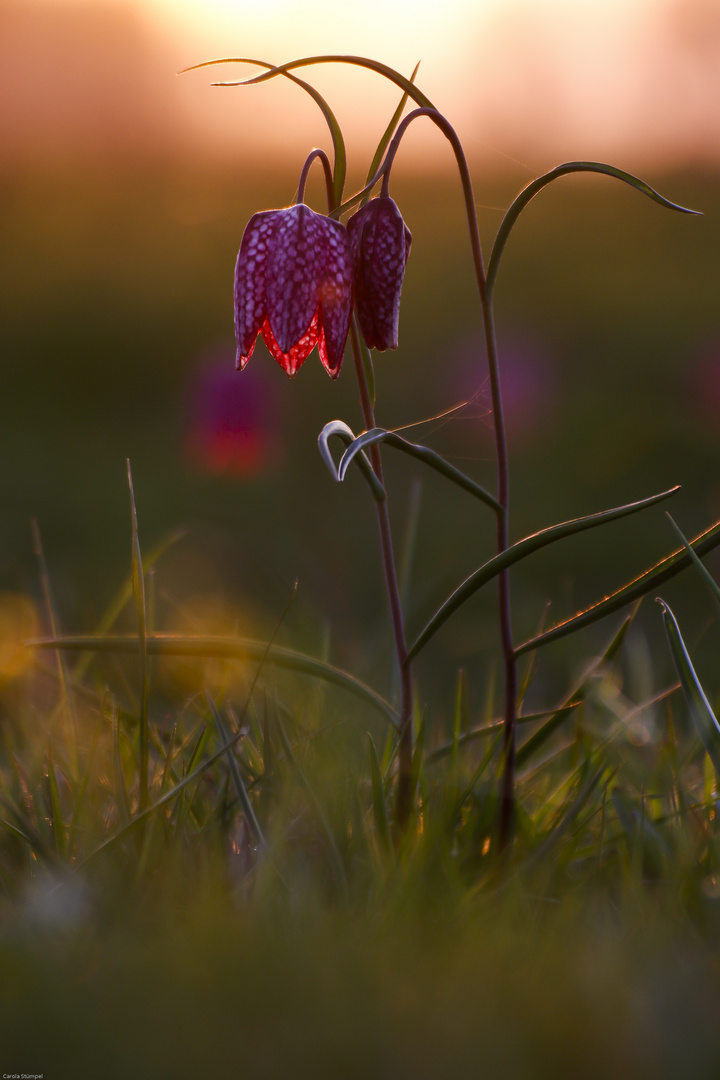 Schachblume im Abendlicht