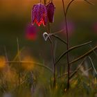 Schachblume im Abendlicht