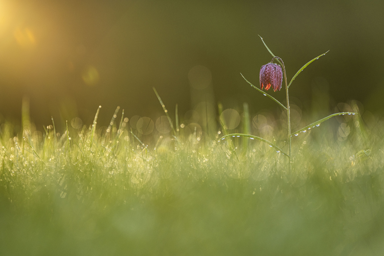 Schachblume im ersten Morgenlicht