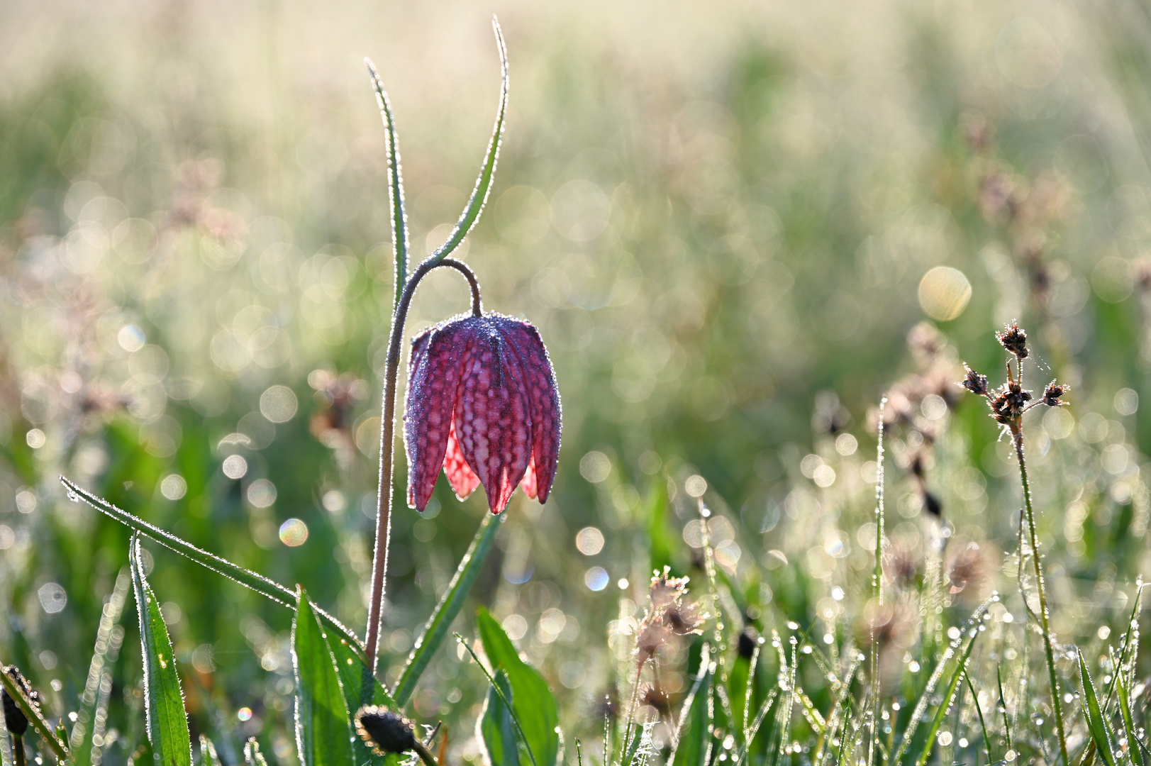 Schachblume im Morgentau...