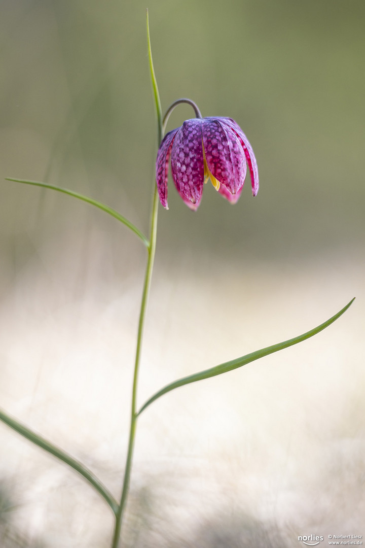 Schachblume in lila