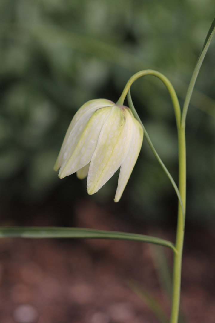 Schachblume in Weiß