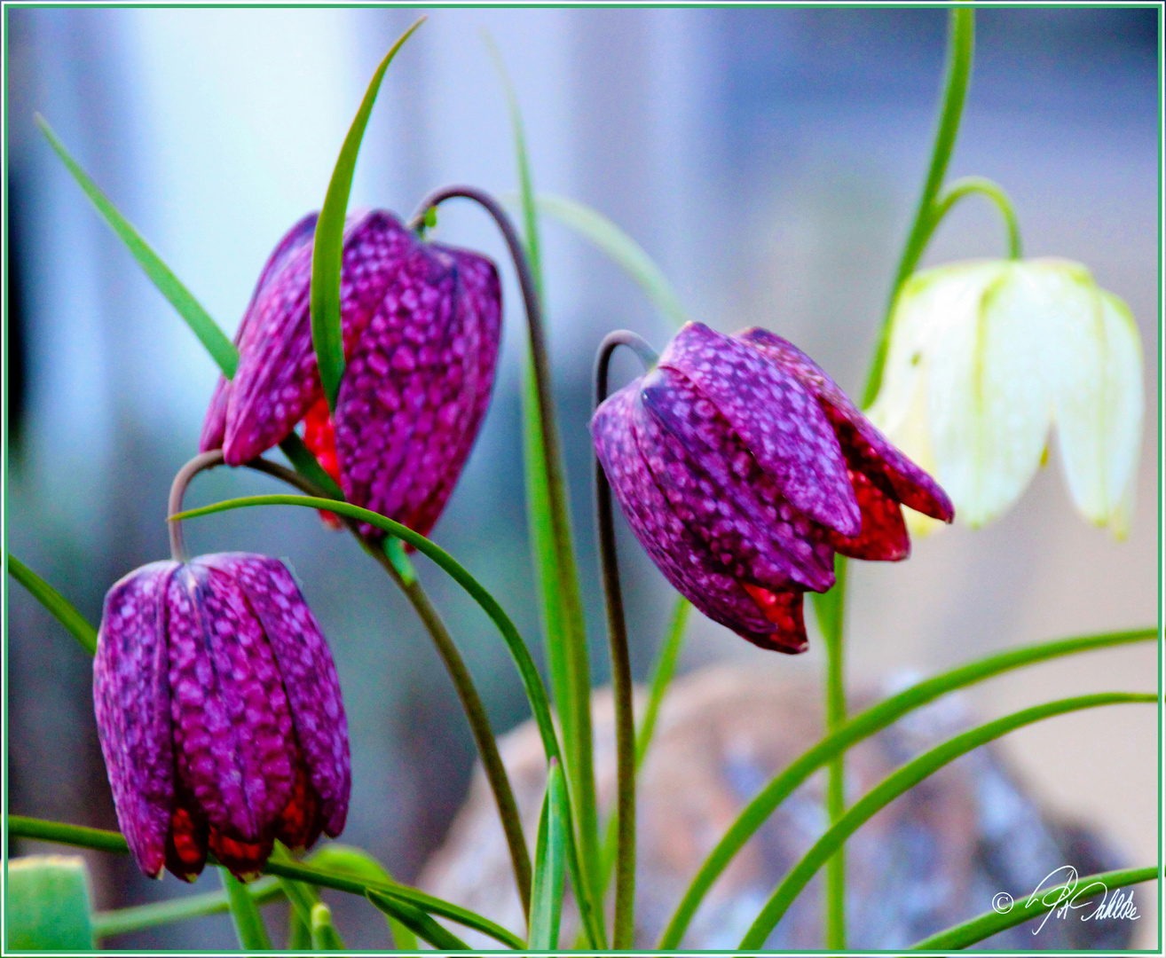  " Schachblume "     Mittwochsblümchen  22.04.2020