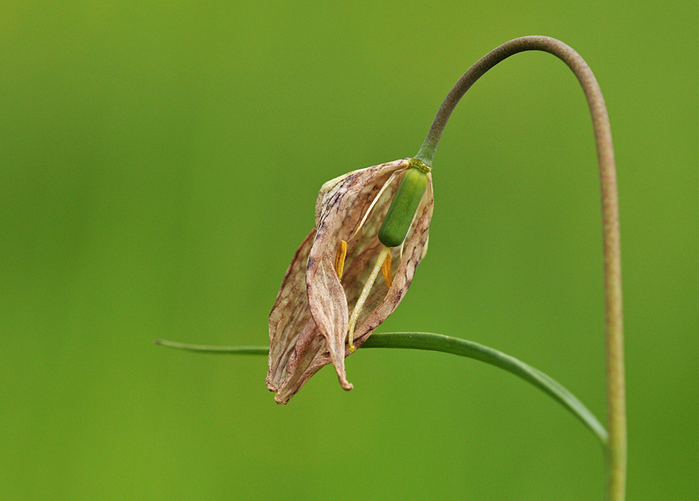 Schachblume: „Neue“ gibt es schon viele ….